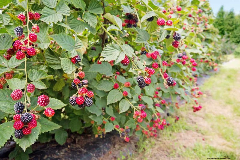 Can You Grow A Blackberry Bush From A Blackberry?