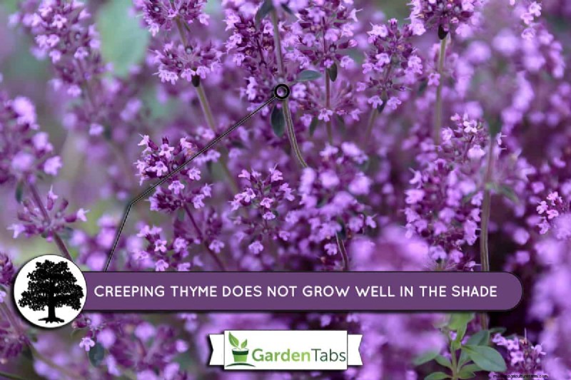 Does Creeping Thyme Grow In Shade?