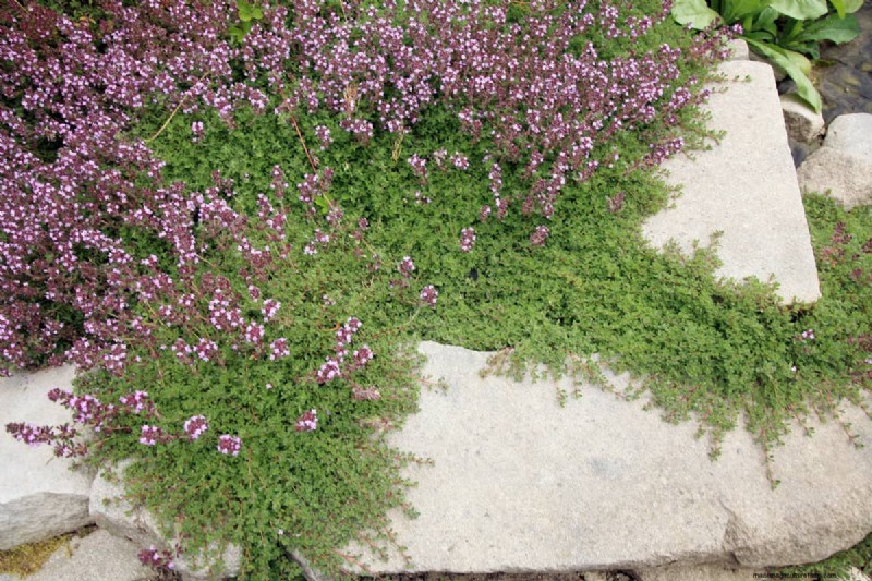 Does Creeping Thyme Grow In Shade?