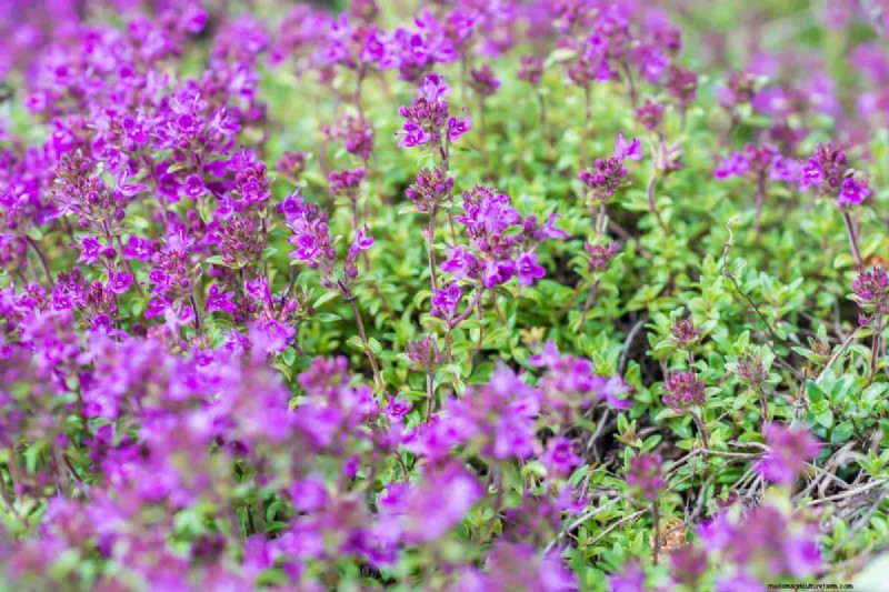 Does Creeping Thyme Grow In Shade?