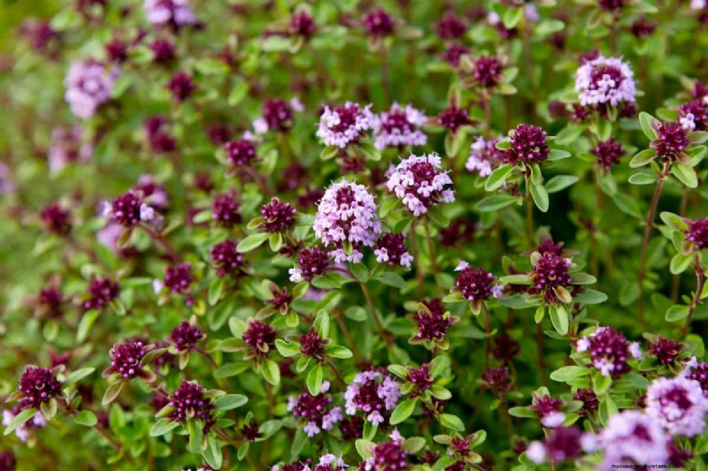 Does Creeping Thyme Grow In Shade?