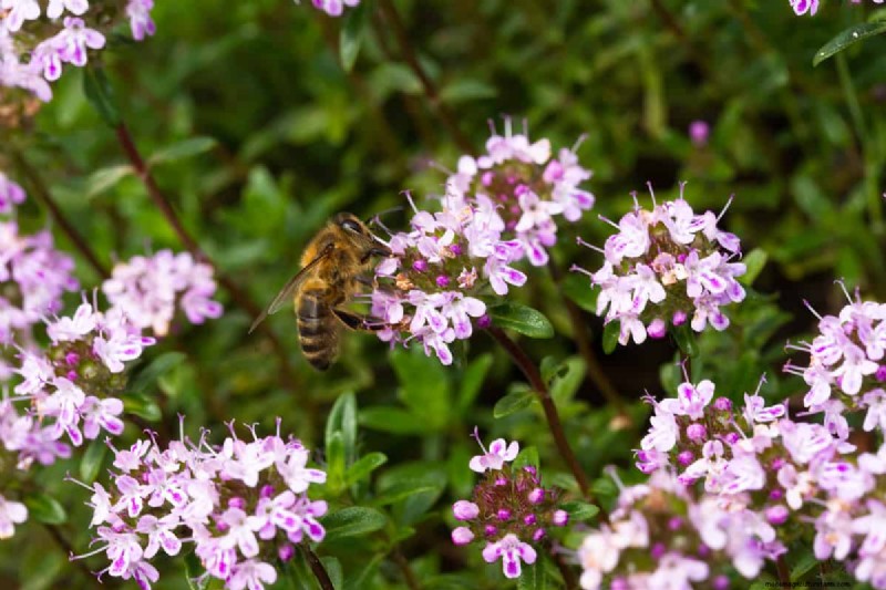 Does Creeping Thyme Grow In Shade?