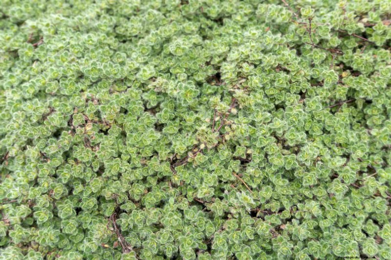Does Creeping Thyme Grow In Shade?