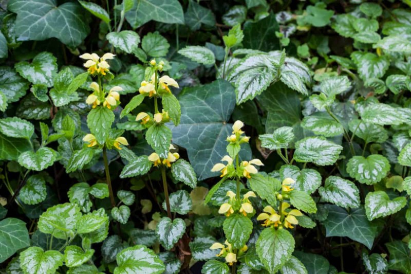 Does Creeping Thyme Grow In Shade?