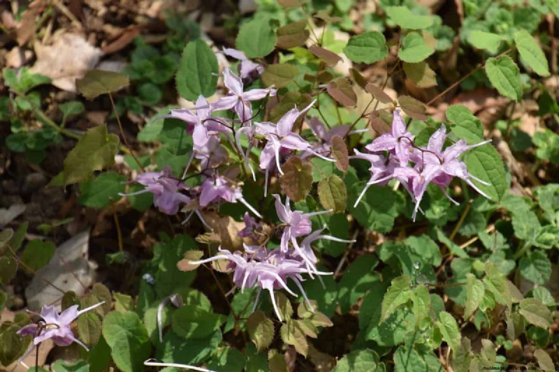 Does Creeping Thyme Grow In Shade?