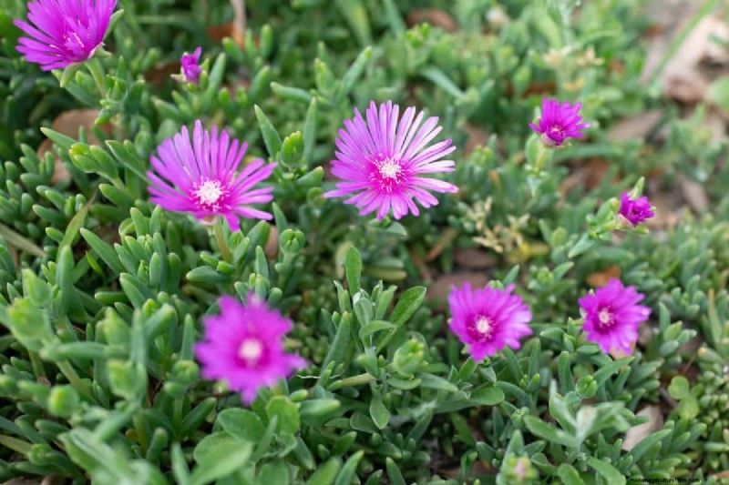 Does Creeping Thyme Grow In Shade?