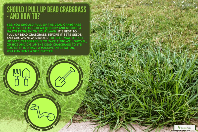 Should I Pull Up Dead Crabgrass – And How To?