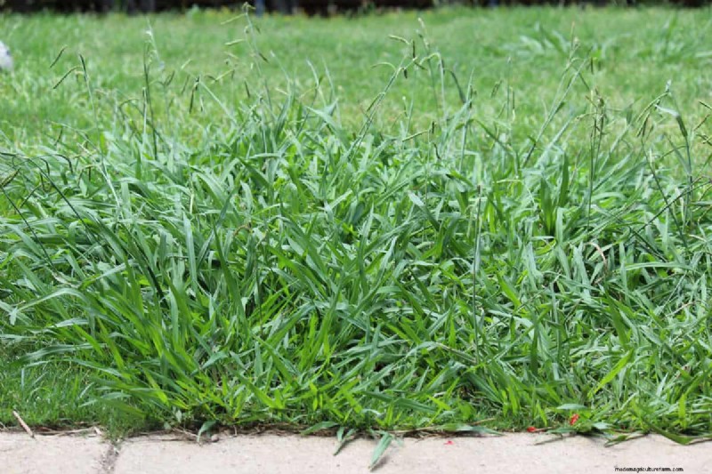 Should I Pull Up Dead Crabgrass – And How To?