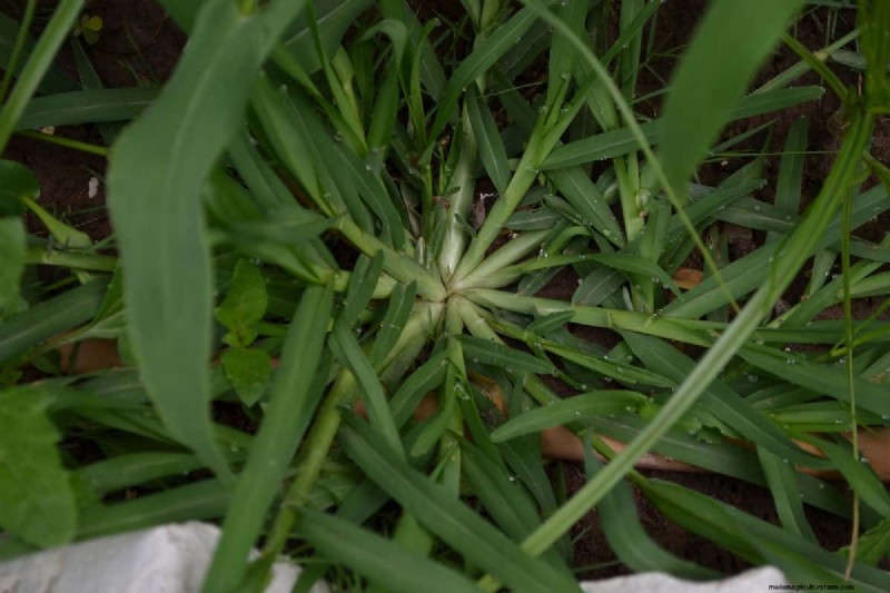 Should I Pull Up Dead Crabgrass – And How To?
