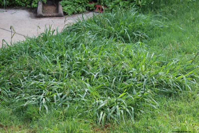 Should I Pull Up Dead Crabgrass – And How To?