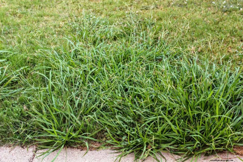 Should I Pull Up Dead Crabgrass – And How To?