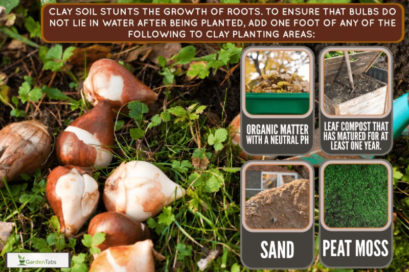 How To Amend Clay Soil For Bulbs?