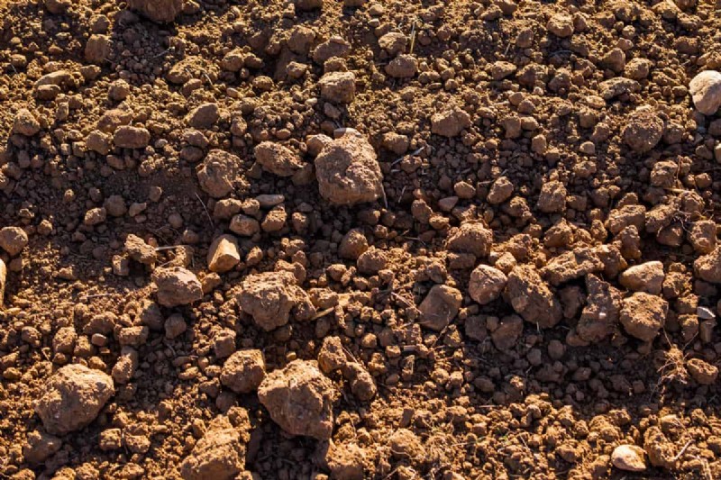 How To Amend Clay Soil For Bulbs?