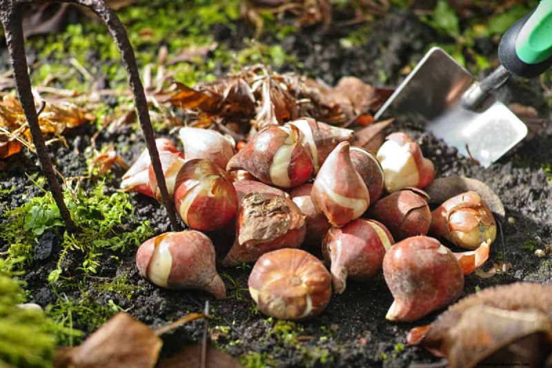 How To Amend Clay Soil For Bulbs?