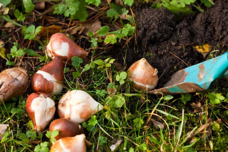 How To Amend Clay Soil For Bulbs?