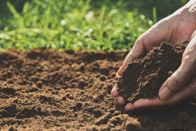Can I Use Play Sand To Amend Soil?