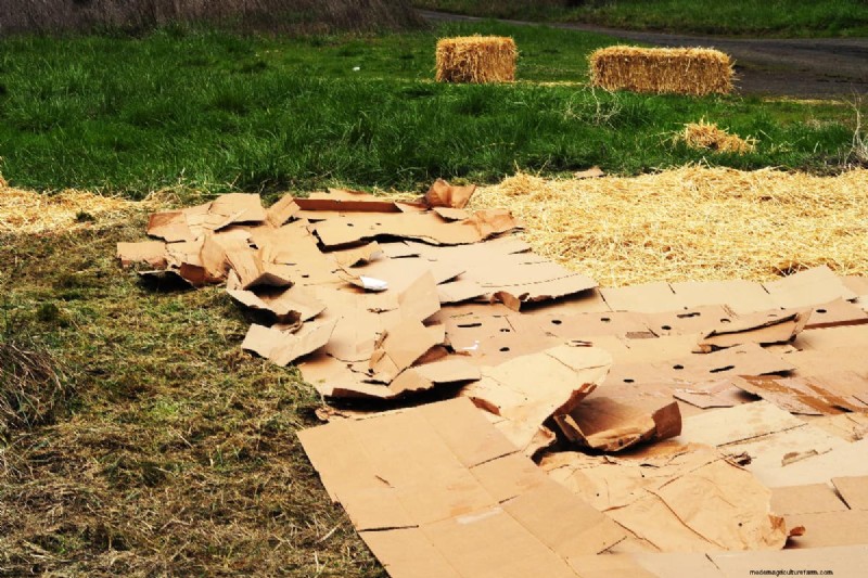 Sheet Mulching To Kill Grass – How To?