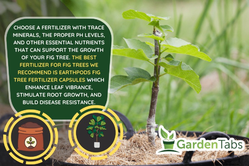 Best Fertilizer For Fig Trees In Pots