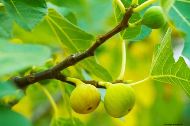 Best Fertilizer For Fig Trees In Pots