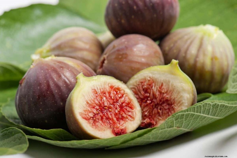 Best Fertilizer For Fig Trees In Pots