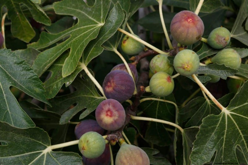 Best Fertilizer For Fig Trees In Pots