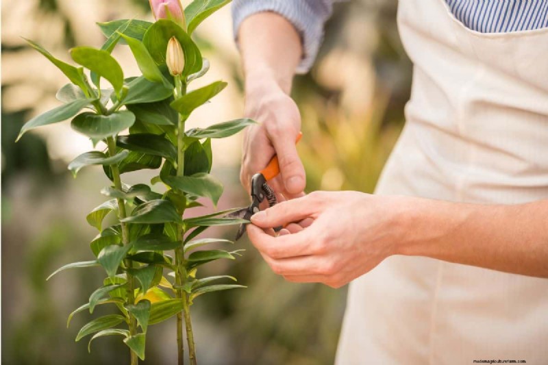Best Fertilizer For Fig Trees In Pots