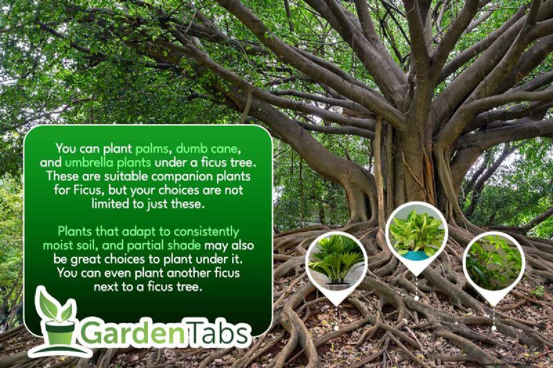 What To Plant Under A Ficus Tree