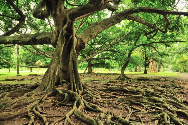 What To Plant Under A Ficus Tree