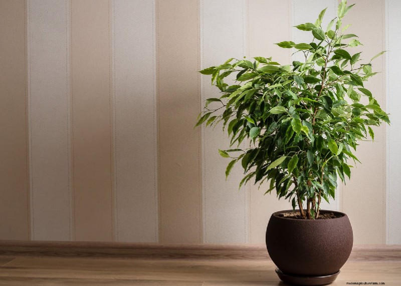 What To Plant Under A Ficus Tree