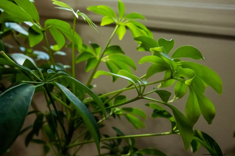 What To Plant Under A Ficus Tree