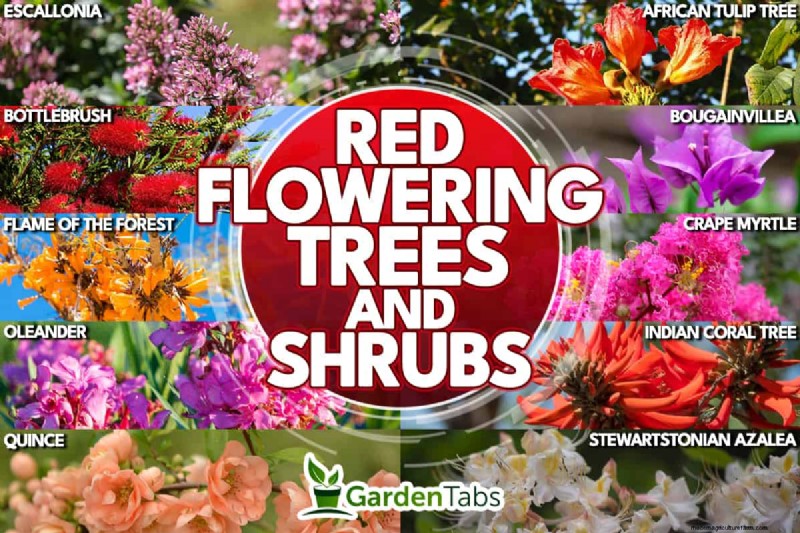 11 Red Flowering Trees And Shrubs