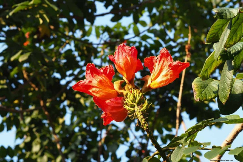 11 Red Flowering Trees And Shrubs