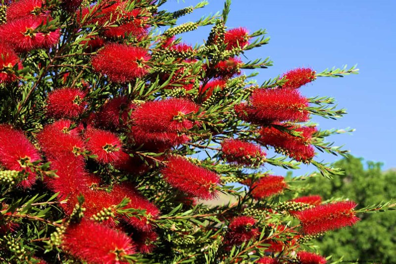 11 Red Flowering Trees And Shrubs