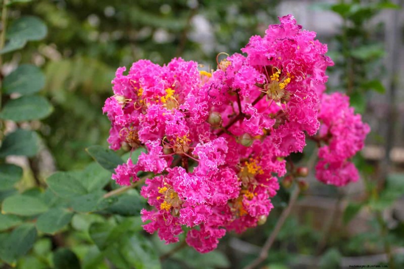 11 Red Flowering Trees And Shrubs