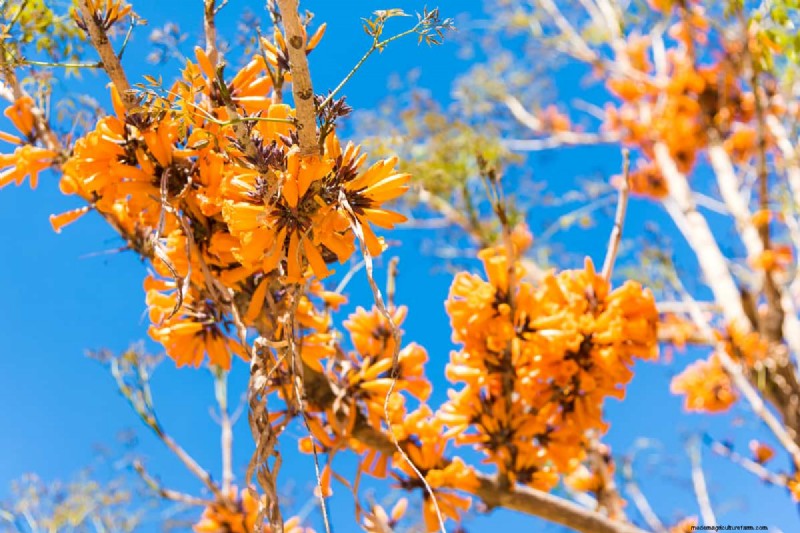 11 Red Flowering Trees And Shrubs