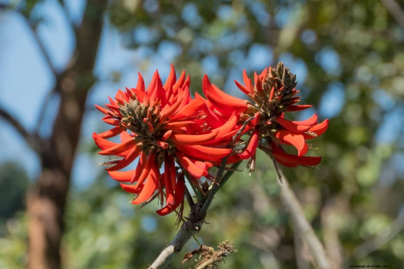 11 Red Flowering Trees And Shrubs
