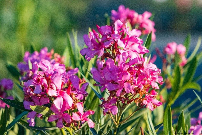 11 Red Flowering Trees And Shrubs