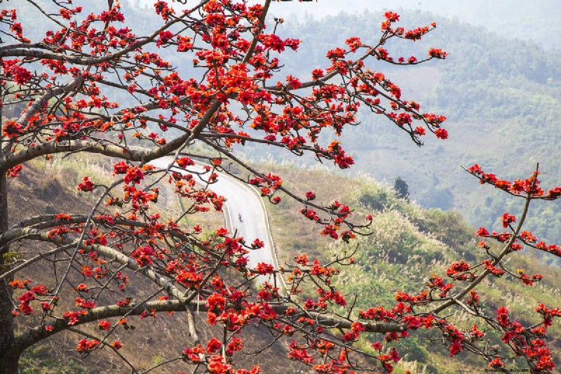 11 Red Flowering Trees And Shrubs