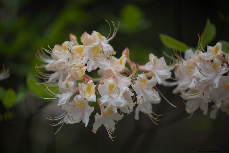 11 Red Flowering Trees And Shrubs