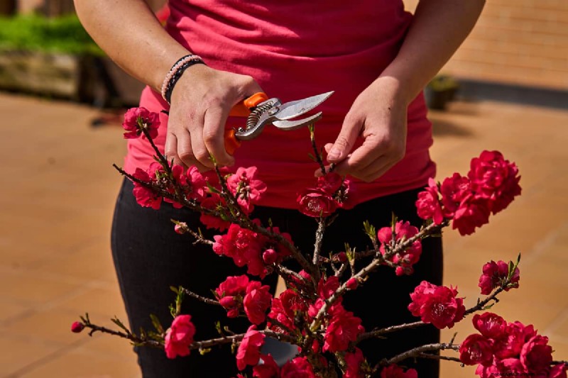 11 Red Flowering Trees And Shrubs