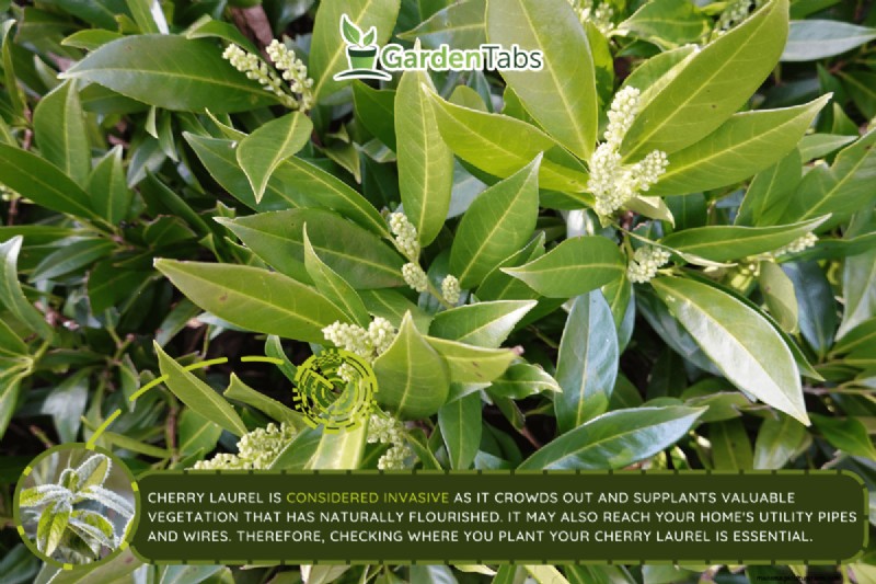 Does Cherry Laurel Have Invasive Roots?