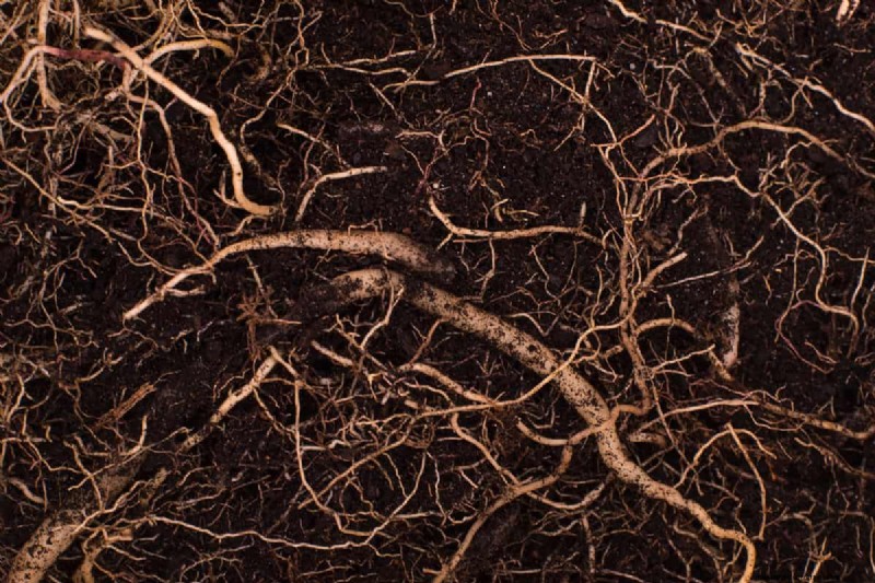 Does Cherry Laurel Have Invasive Roots?