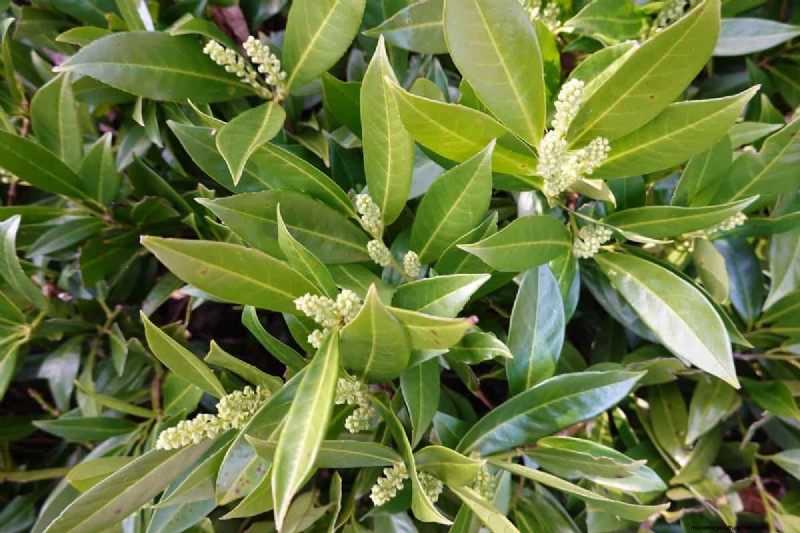 Does Cherry Laurel Have Invasive Roots?