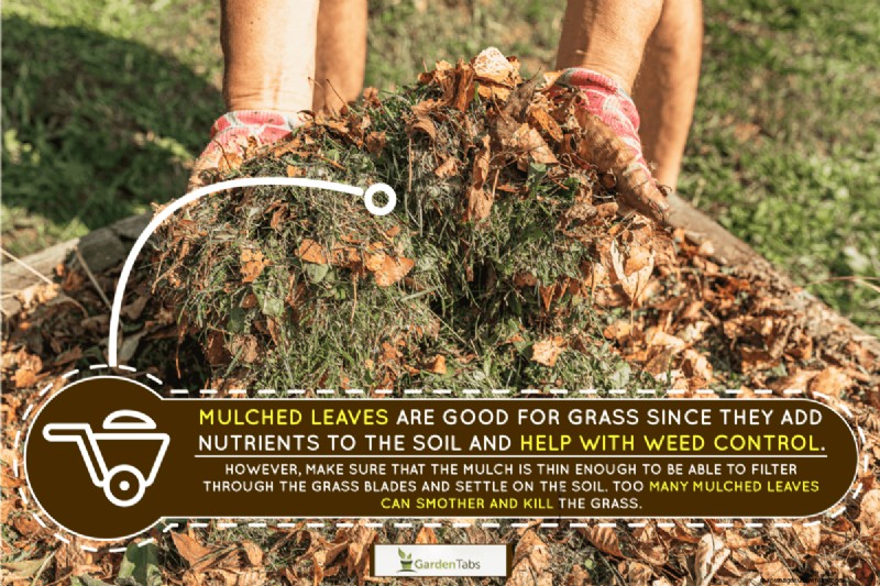 Can Mulching Leaves Kill Grass?