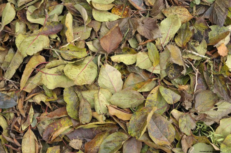 Can Mulching Leaves Kill Grass?