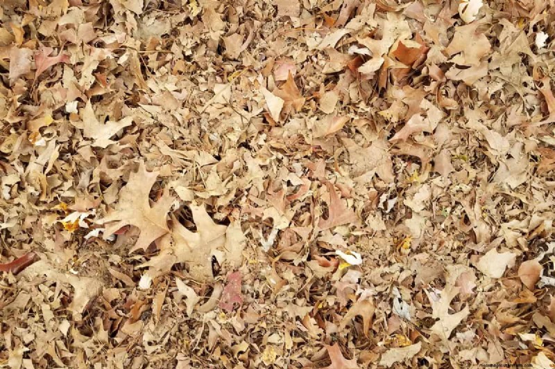 Can Mulching Leaves Kill Grass?