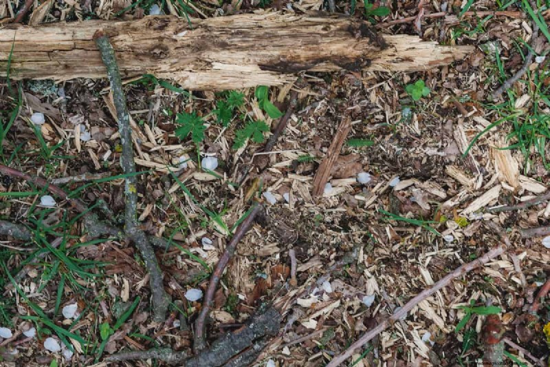 Can Mulching Leaves Kill Grass?