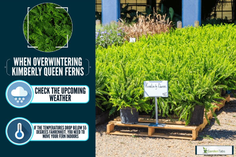 How To Overwinter Kimberly Queen Ferns