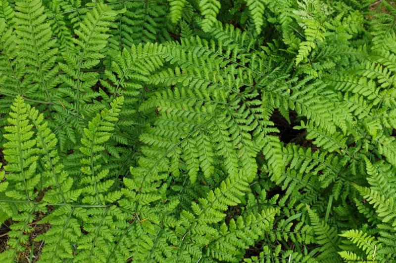 How To Overwinter Kimberly Queen Ferns