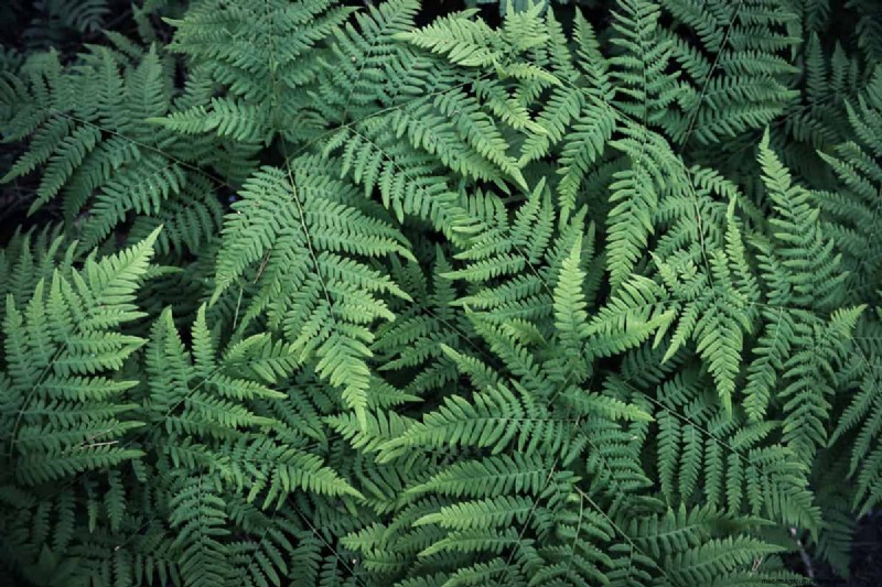 How To Overwinter Kimberly Queen Ferns